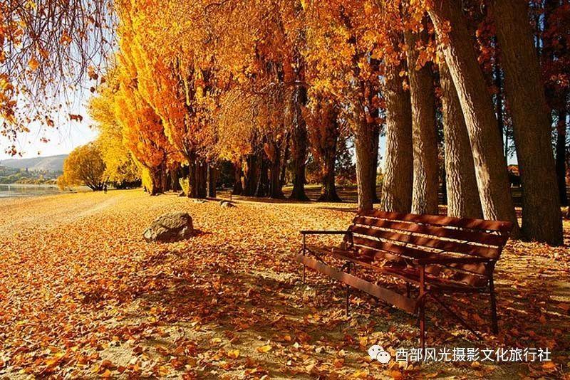 金刚鹦鹉逃生
